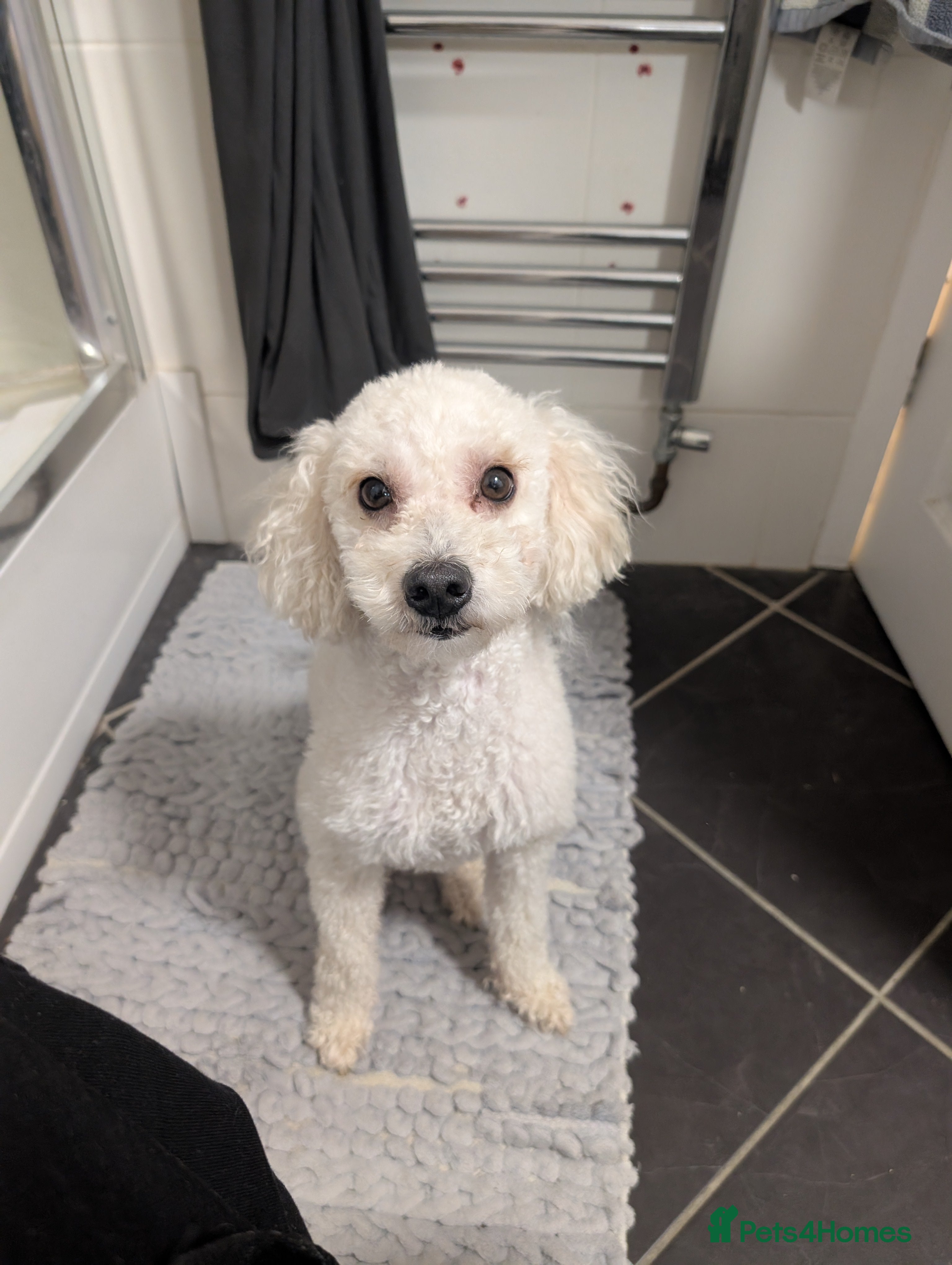 Toy Poodle dogs Friendly white toy poodle - Advert 5