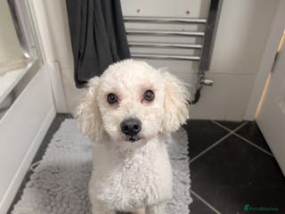 Toy Poodle dogs Friendly white toy poodle - Advert 18