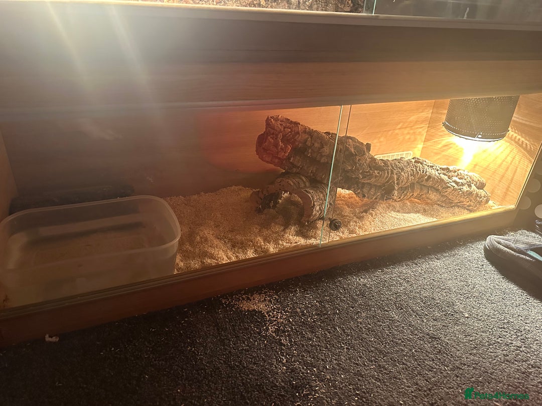 Snake reptiles for sale:  Aesculapian snake - Image 5