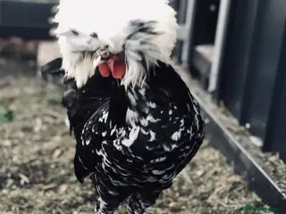 Chickens poultry 6x Polish Hatching Eggs - Fast Shipping 🥚🐣🐥 - Advert 1