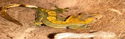 Gecko reptiles for sale: 4 Year Old Female Crested Gecko  in Peterborough - Advert 8