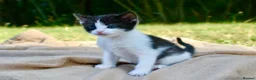 Ragdoll cats for sale: THE MOST BEAUTIFUL KITTENS  - Advert 15