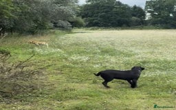 Labrador Retriever dogs for sale: One stunning girl, ready now 9Nov!  - Image 3