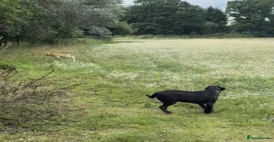 Labrador Retriever dogs - Advert 7