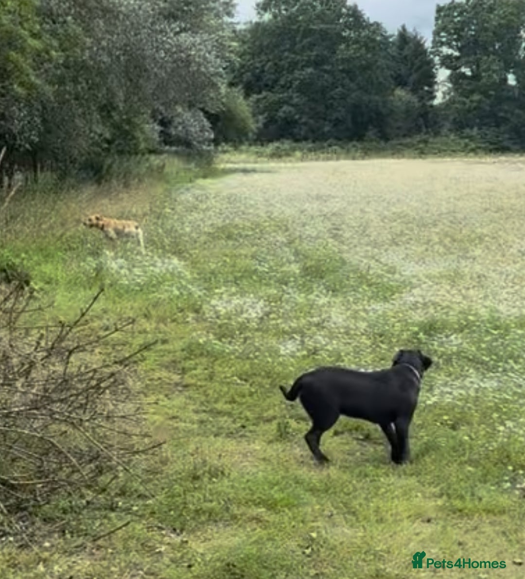 Labrador Retriever dogs for sale: One stunning girl, ready now 9Nov!  - Image 3