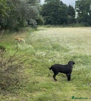 Labrador Retriever dogs - Advert 7