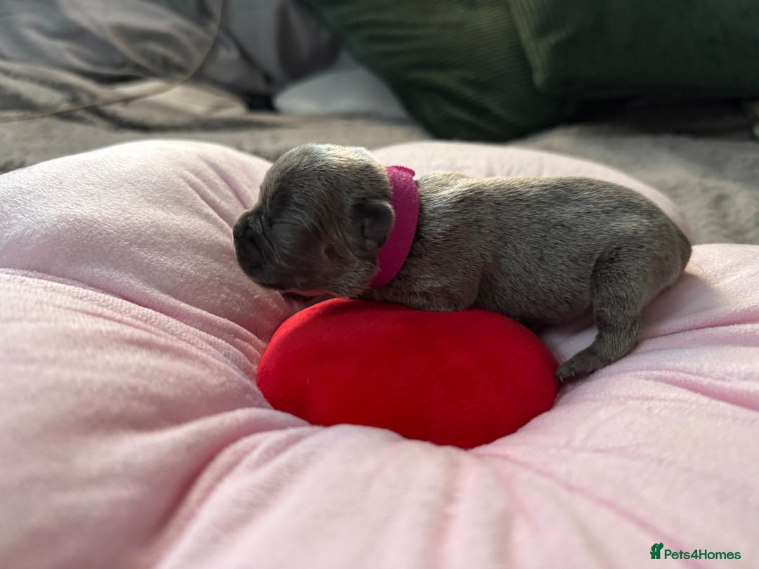 French Bulldog dogs for sale: 🎉 New years pups 🎉 7 adorable French bulldog pup - Advert 18