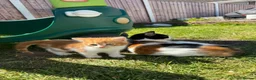 Mixed Breed cats for sale: 2 boys 1 girl moggys  in Willenhall - Advert 3