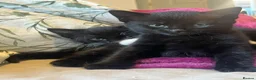 British Shorthair cats for sale: 4 kittens looking for forever homes in Blyth - Advert 10