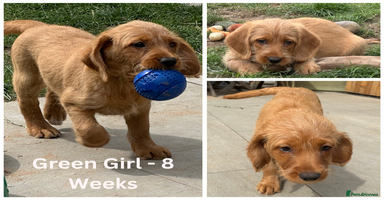 Labradoodle dogs - Advert 15