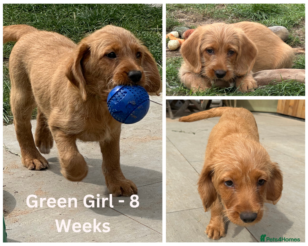 Labradoodle dogs for sale: Health Tested Miniature Labradoodles - Image 3