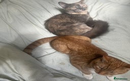 Mixed Breed cats for sale: Sweet tabby ginger male cat for sale - Image 4