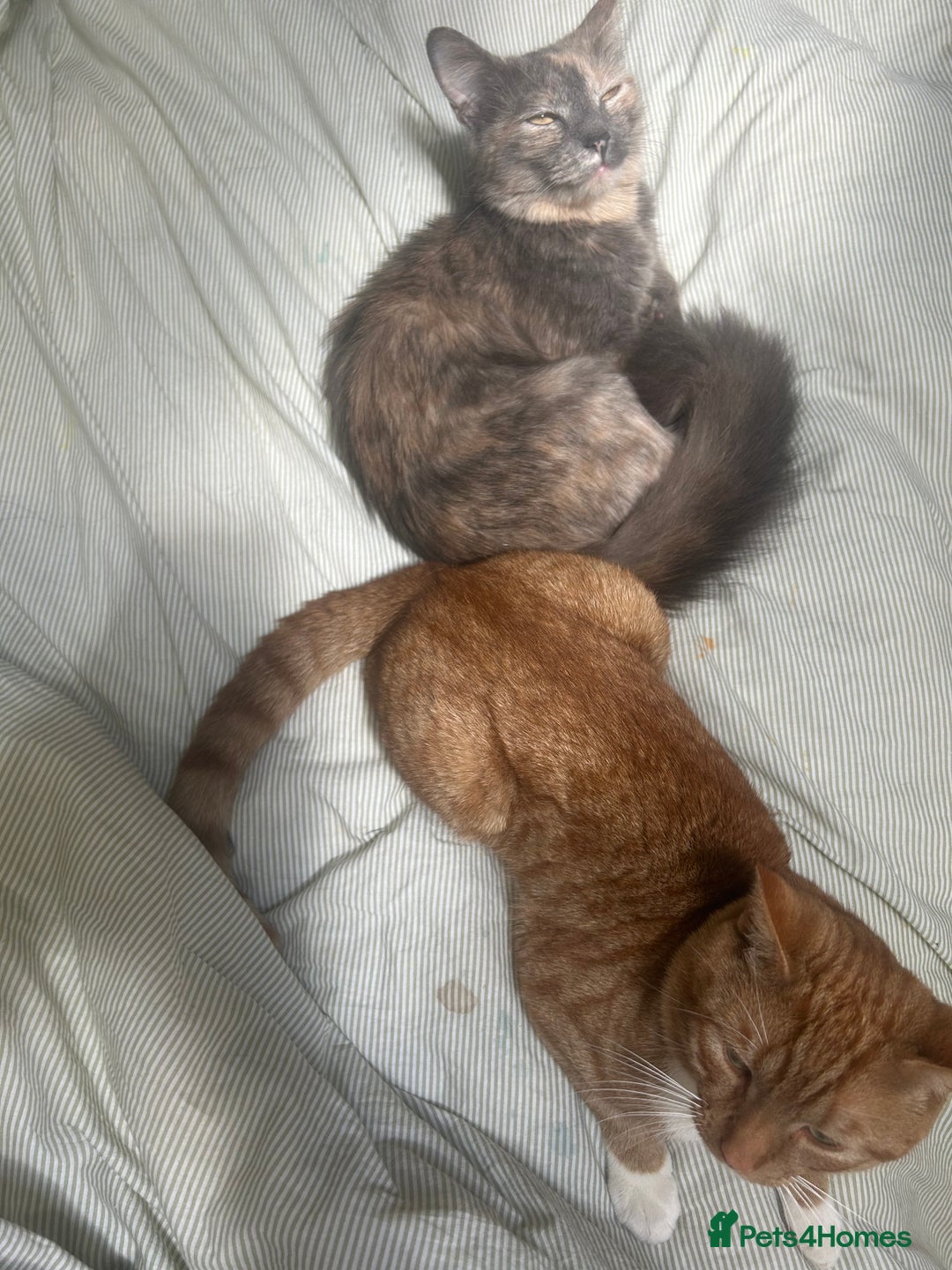 Mixed Breed cats for sale: Sweet tabby ginger male cat for sale - Image 4