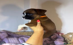 Boxer dogs for sale: Flashy boxer/red - natural bob tail/tail  - Image 15