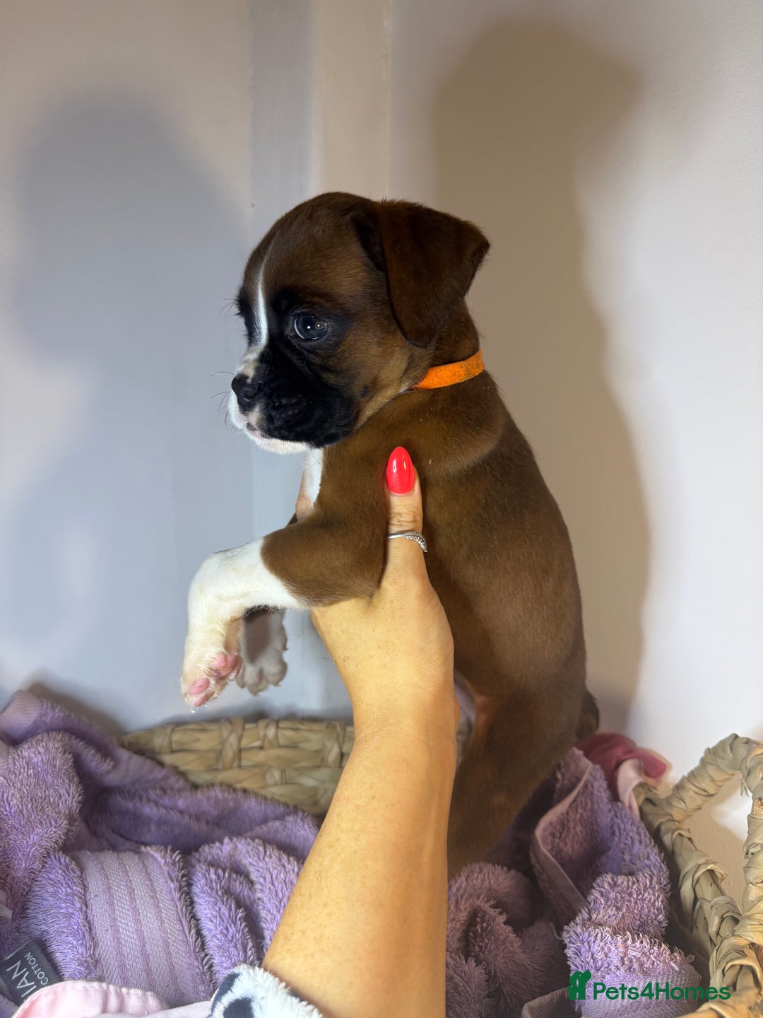 Boxer dogs for sale: Flashy boxer/red - natural bob tail/tail  - Image 15
