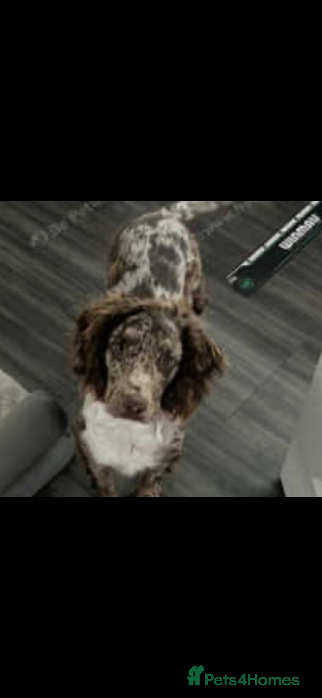 Cocker Spaniel dogs for sale: Cocker spaniel puppies  - Image 15