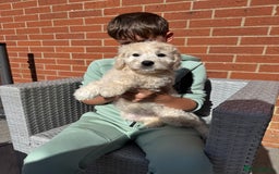 Goldendoodle dogs for sale: 1 girl remaining stunning f1 mini Goldendoodles  - Image 5