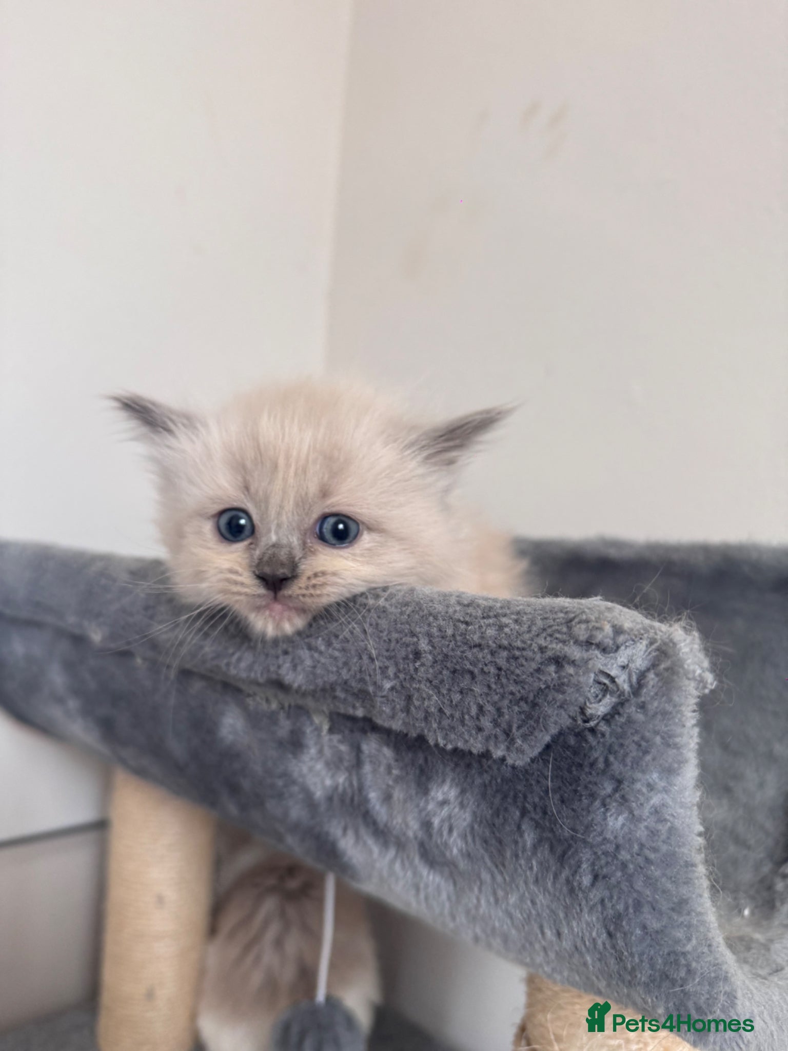 Ragdoll cats  Mink mitted ragdoll kittens  - Advert 1
