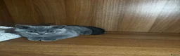 British Shorthair cats for sale: 3 British shorthair girls - Advert 18