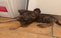 German Shepherd dogs for sale: Last boy left!Price negotiable ready to go ! £600 - Image 10