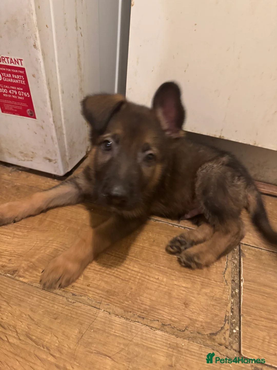 German Shepherd dogs for sale: Mother and father need rehoming , £0!  - Advert 10