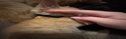 Domestic Shorthair cats for sale: Ginger girl/boy Black girl/boy kittens for sale  in Loughborough - Advert 14