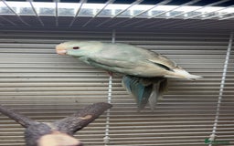 Parakeets birds for sale: Kakarikis for sale - Image 5