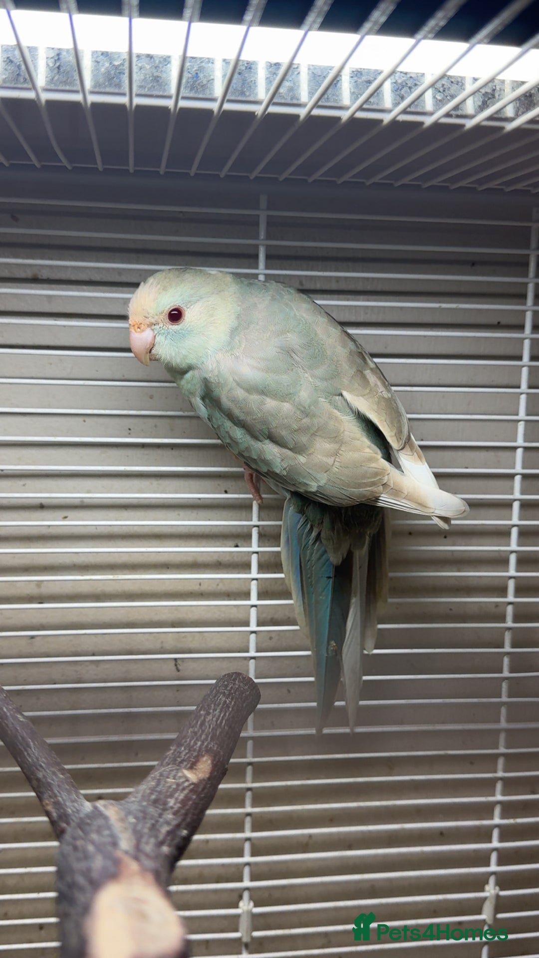 Parakeets birds for sale: Kakarikis for sale - Image 5