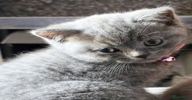 British Shorthair cats - Advert 2