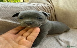 Staffordshire Bull Terrier dogs for sale: ✨ Blue Staffy Bull Terrier Pups Loving & Healthy ✨ - Image 2
