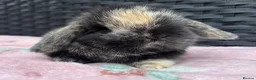 Mini Lop rabbits for sale: Pure bred baby pedigreed mini lops  - Advert 5