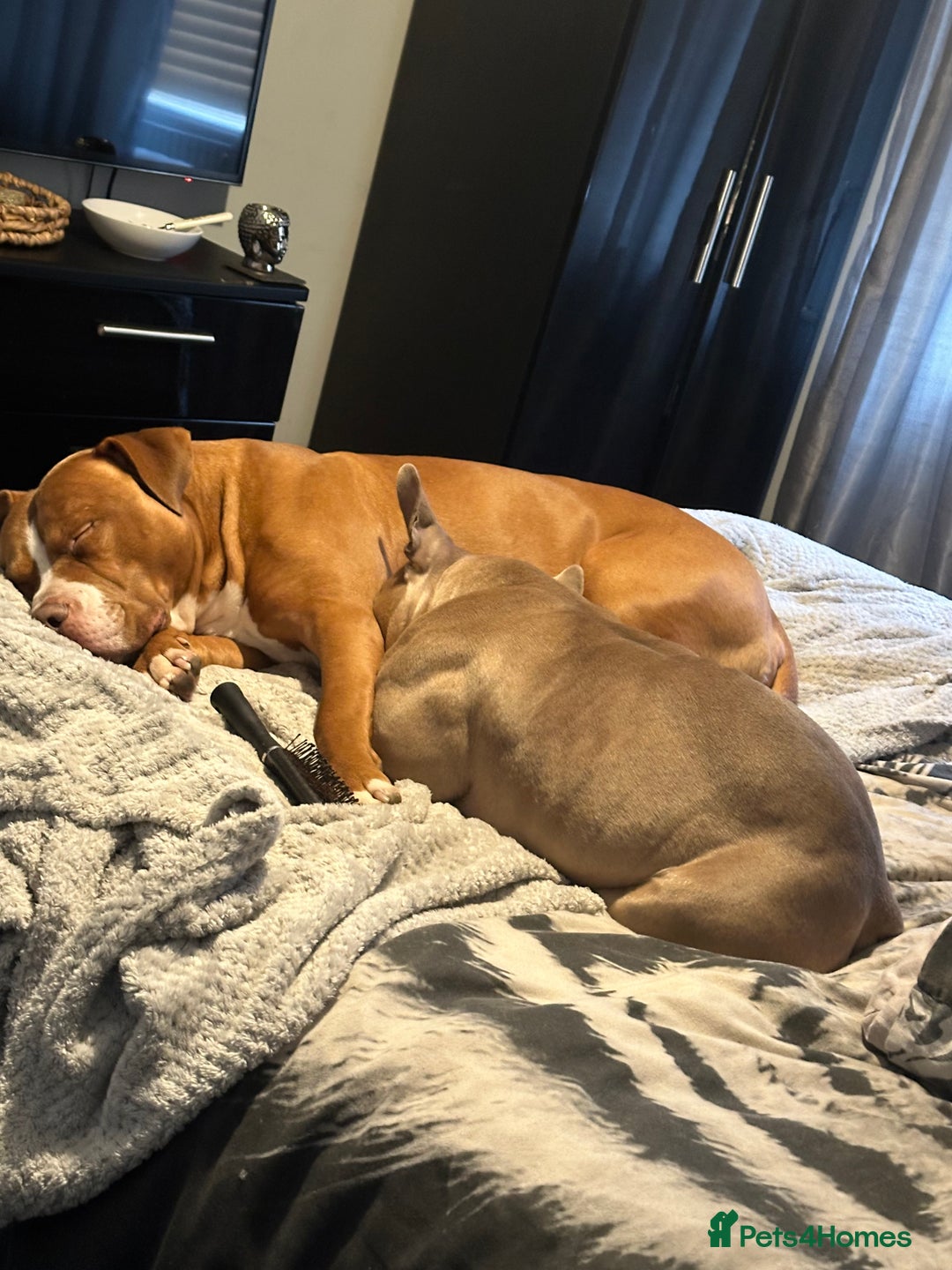 Mixed Breed dogs for sale: Pocket Bully Cross/ American Bully - Advert 15