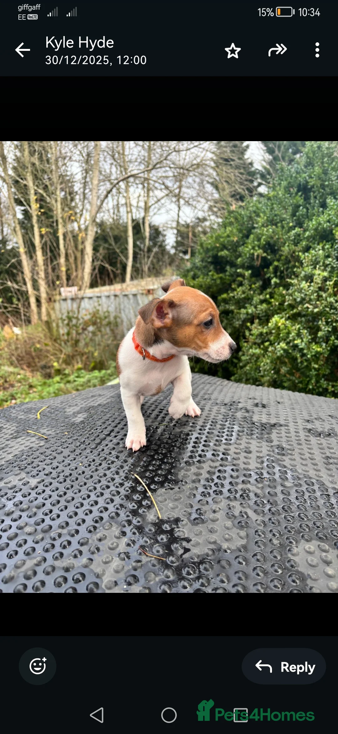 Jack Russell dogs for sale: Beautiful tricoloured jack Russell pups for sale - Advert 22