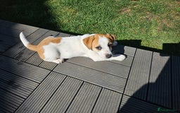 Jack Russell dogs for sale: Ladt puppy left - Image 1