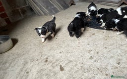 Welsh Collie dogs for sale: Welsh collie pups for sale  - Image 4