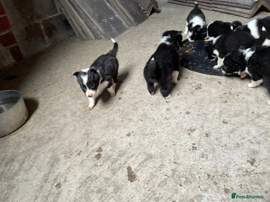Welsh Collie dogs for sale: Welsh collie pups for sale  - Image 4