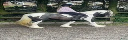 Irish Cob horses for sale: Stunning TGCA Registered Gypsy Cob Filly in Stowmarket - Advert 4