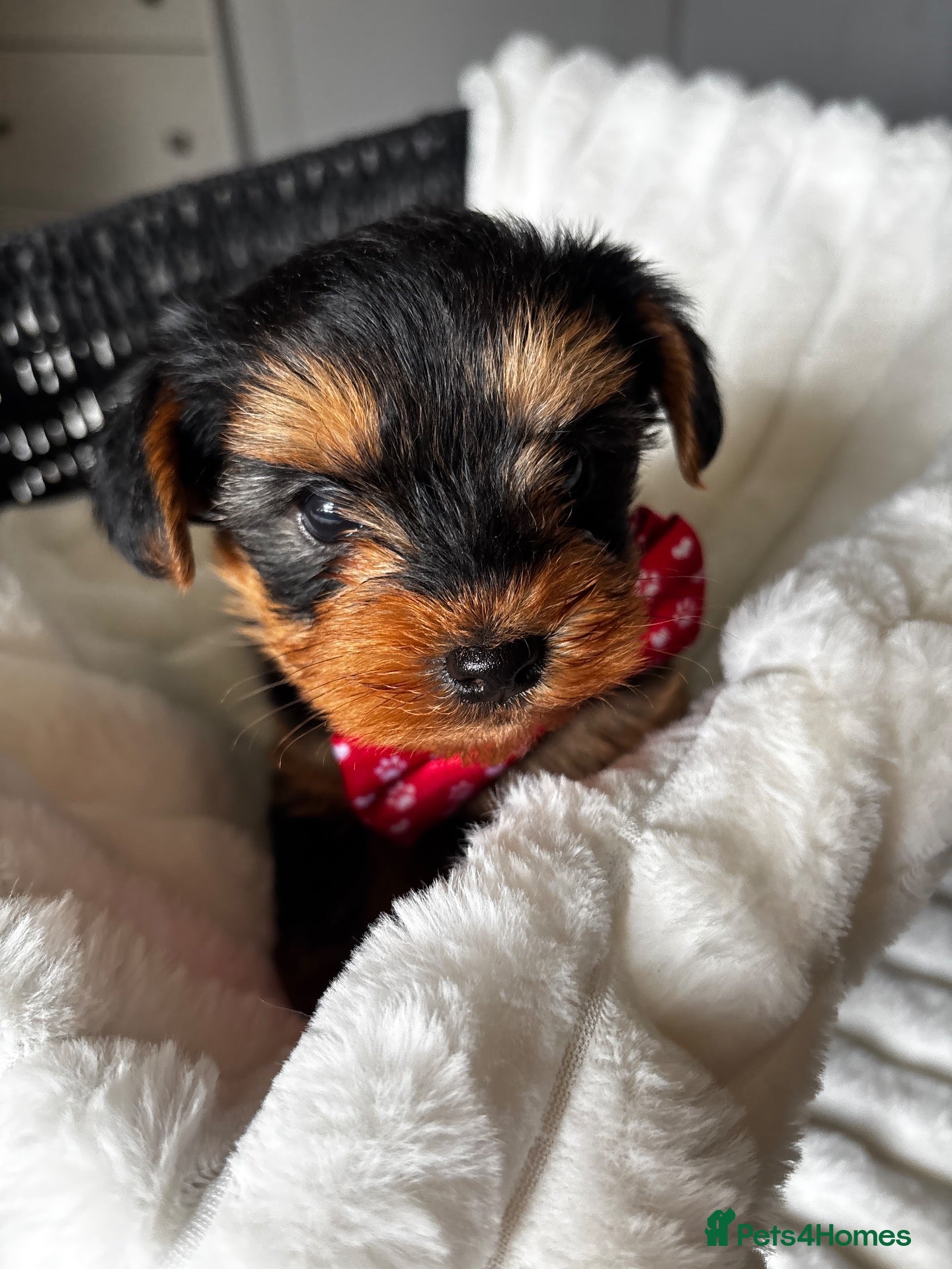 Yorkshire Terrier dogs Gorgeous teddy bear Yorkshire terriers  - Advert 5