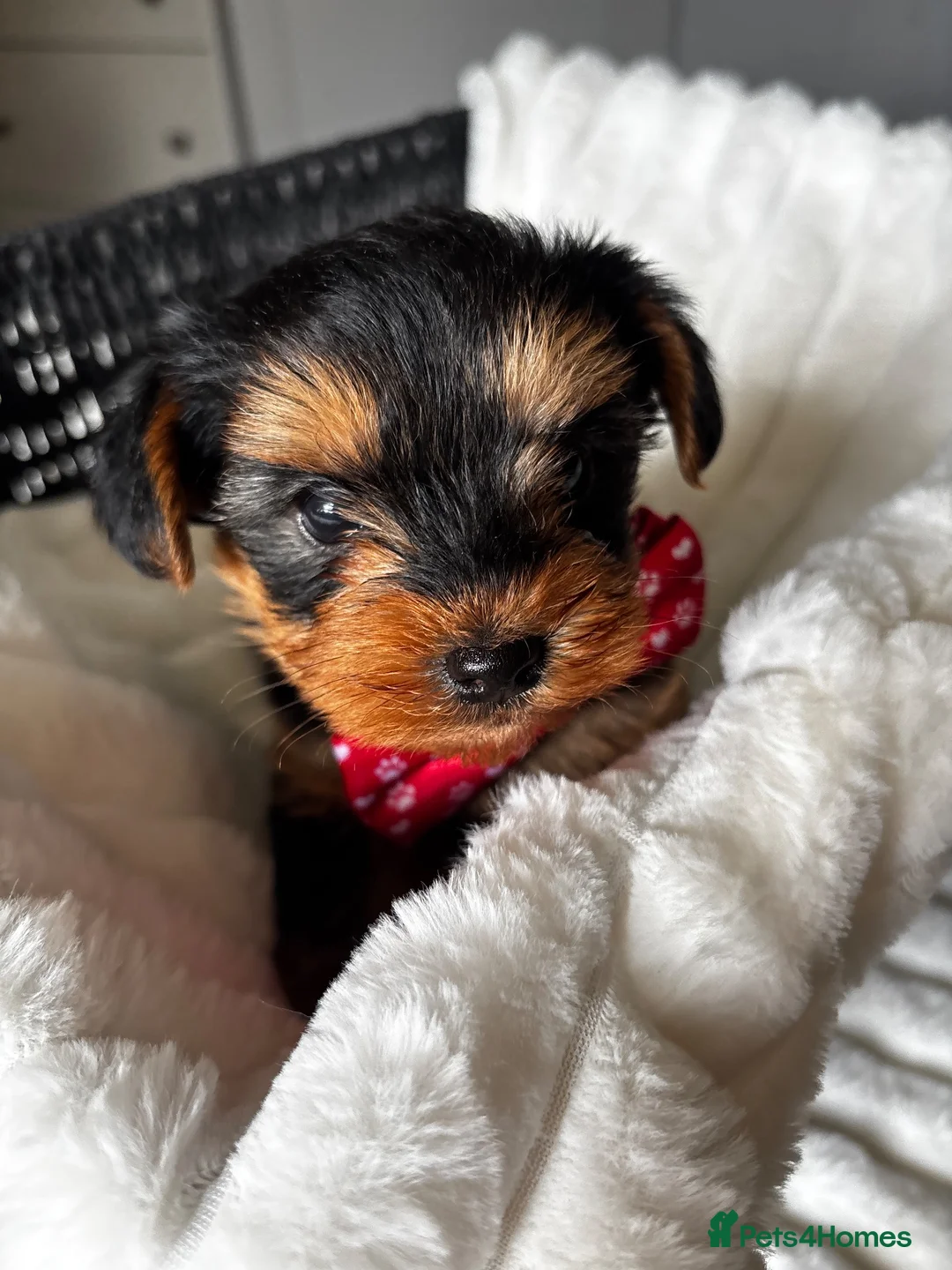 Yorkshire Terrier dogs for sale: Gorgeous teddy bear Yorkshire terriers  - Advert 1