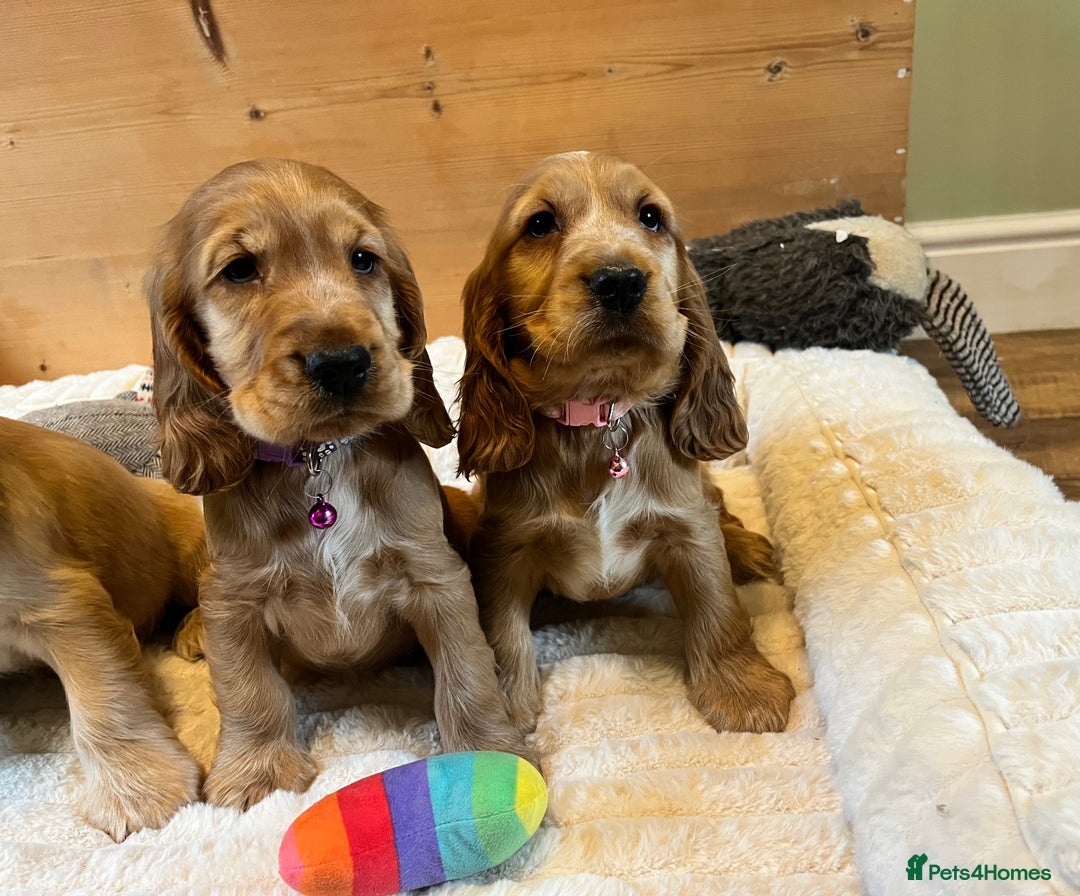 Cocker Spaniel dogs for sale: Show Type Cocker Spaniels - Advert 1