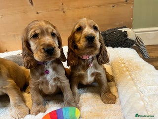 Cocker Spaniel dogs Show Type Cocker Spaniels - Advert 1