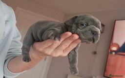 French Bulldog dogs for sale: Chunky french bulldog - Image 4