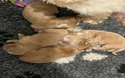 Cocker Spaniel dogs for sale: KC Registered Quality Show Type Cocker Puppies   - Image 11