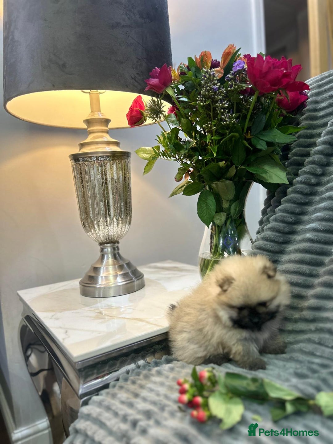 Pomeranian dogs for sale: Show quality tiny beautiful show stopper poms 💙🩷 - Advert 19