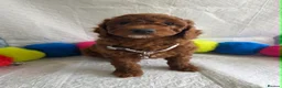Goldendoodle dogs for sale: 👑Finest Quality Deep Red Doodles Toy/Min Bred 👑  - Advert 3