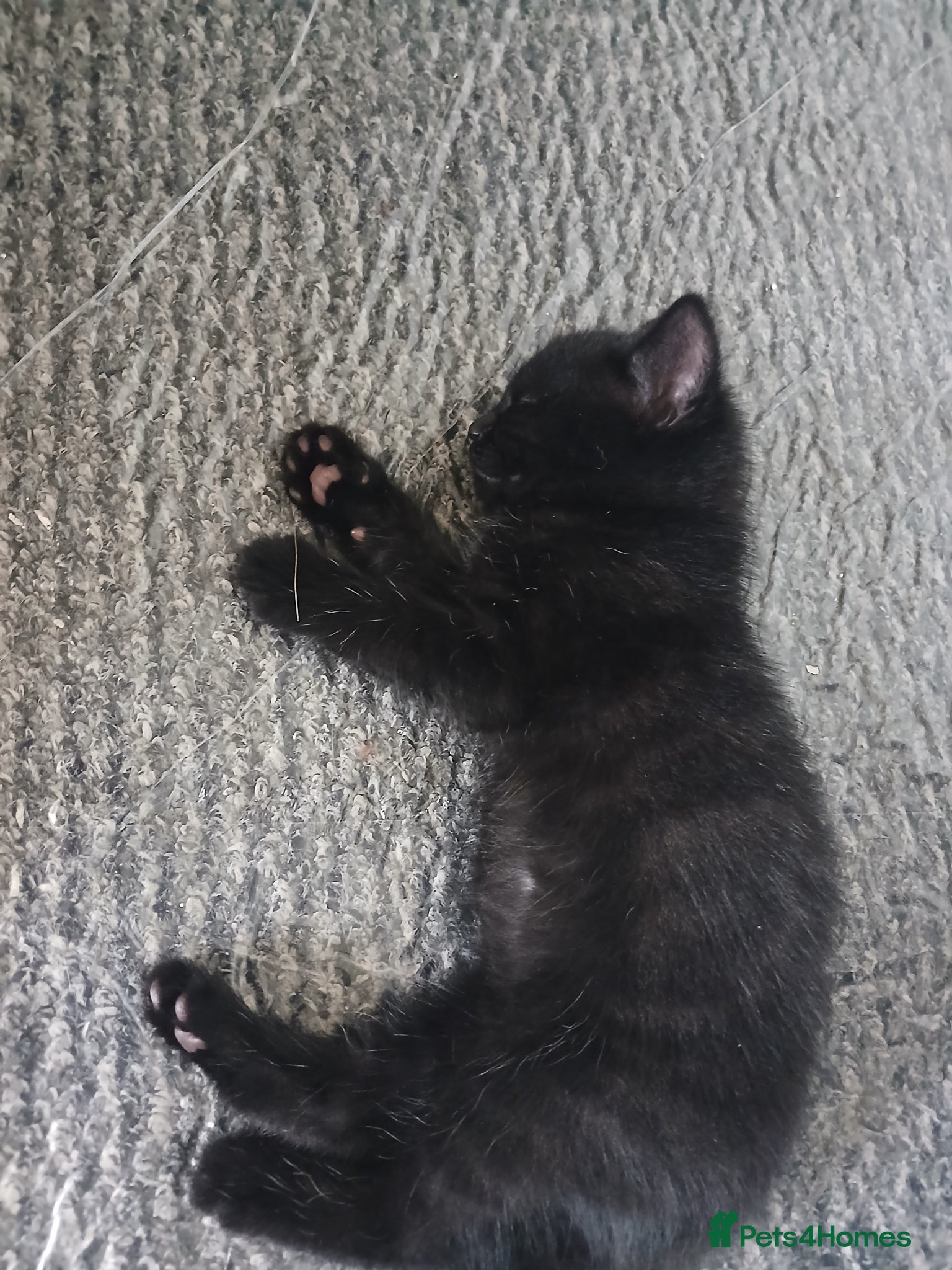 Mixed Breed cats for sale: 4 beautiful kittens ready for new homes. - Advert 4
