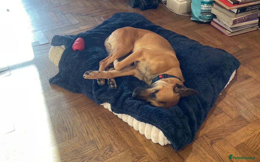 Mixed Breed dogs for sale: Lovely Luna - Advert 6