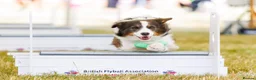 Border Collie dogs for stud: Proven Health tested Blue Tri Border Collie Stud  - Advert 2