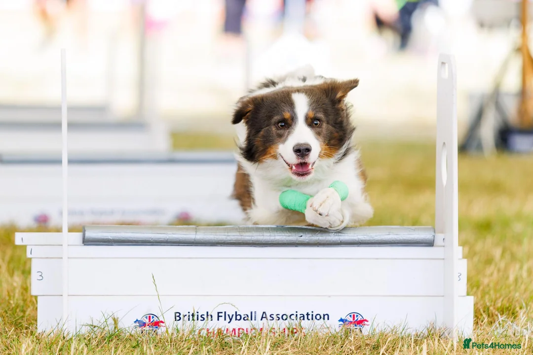 Border Collie dogs for stud: Proven Health tested Blue Tri Border Collie Stud  - Advert 2