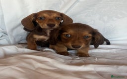 Miniature Dachshund dogs for sale: Miniature dachshund **updated  - Image 17